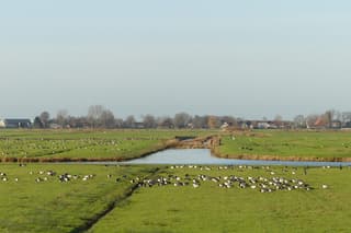 Landerijen vol ganzen