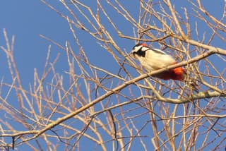 Bonte specht tegen blauwe lucht