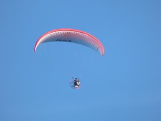 Een vreemde vogel...