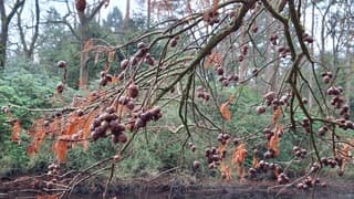 Grijze dag in het Wandelbos 