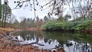 Een beetje kleurloos in het Wandelbos 