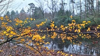 Gekleurde bladeren op deze grijze zondag 