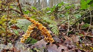 Paddenstoelen in het bos