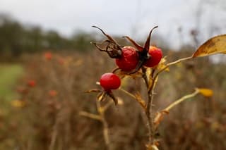 Kleur op een grijze dag