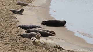 Acht zeehonden op het strand