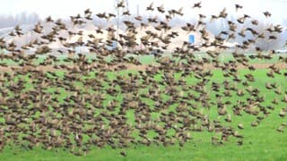 Ineens vliegen er wel duizend spreeuwen voorbij