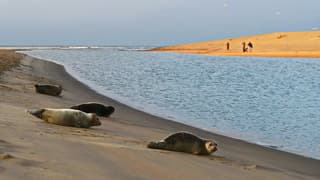 Zeehonden in de late middagzon
