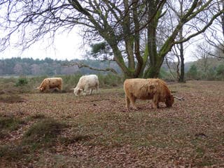 Grijs maar genieten!