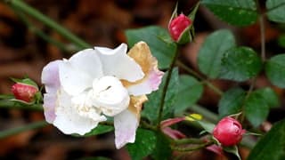 Herfst wolken en lichte regen.