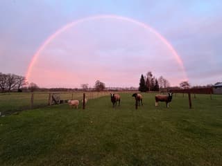Regenboog rood