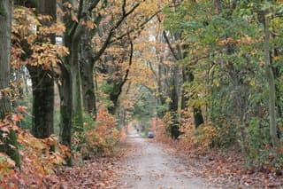 wandelweer