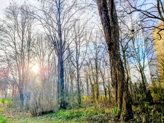 Het zonnetje verlicht de kalender bomenrij