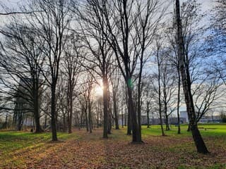 Zie de zon schijnt door de bomen