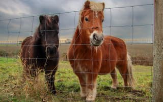 Paardjes poseren in wind en regen met de opklaringen in beeld achter hen