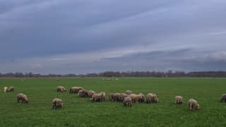 Schapen in het groene gras