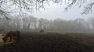 Paardjes in een mistig bos in de modder hooi aan het eten