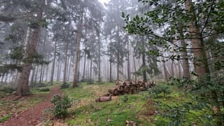 Mistig bos met hulstboompje en blokken hout op de voorgrond