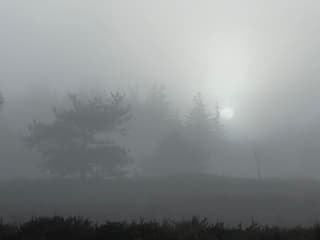 mistig begin van de dag op de Veluwe
