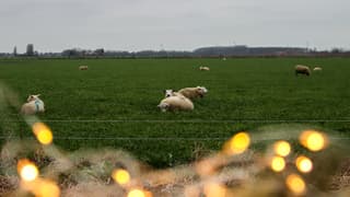 Schaapjes tellen achter de kerstlampjes