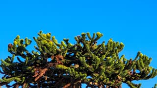 Apenboom in strakblauwe lucht en al kegels eraan 
