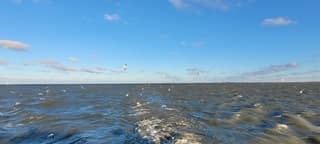 Meeuwen op zoek naar vis 