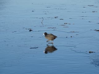 Een heerlijke ijsdag