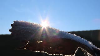 bevroren blad met zon erachter