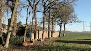 Koeien in het zonnetje