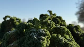 Wie eet er boerenkool met kerst?