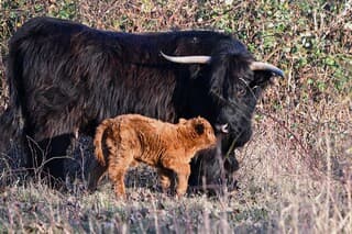 Nieuw leven met kerst....