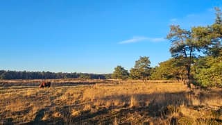Paar sluierwolkjes, verder strakblauwe lucht