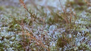 Rijp ligt er aan het einde van de dag nog steeds