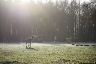 Alpaca’s wasemden hun adem uit 