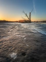 Biesbosch 28-12-2025 dode boom met ijs