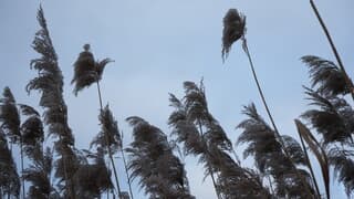 Pluimen in de wind