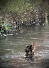 Waaghals op glad ijs