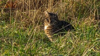Kat zit lekker te genieten innde zon in de berm
