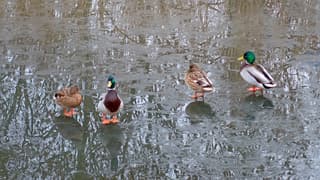 Nog even op het ijs.