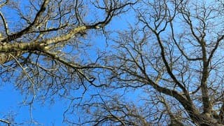 Strak blauwe lucht rond het middaguur 