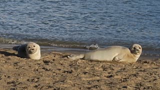 Zeehondjes op het strand