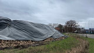 Suikerbieten in opslag