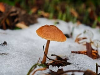 Dappere paddestoel ?
