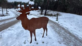edelhert in de sneeuw