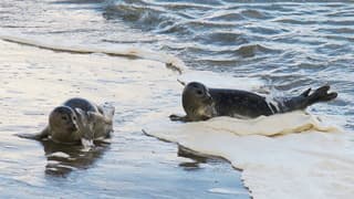 Zeehonden en zeeschuim