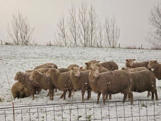 Schaapjes in de sneeuw
