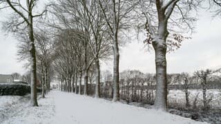 Sneeuwbomen