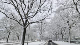 Prachtig besneeuwde bomen
