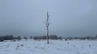 Sneeuw in Hoenderloo 