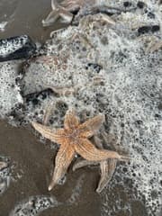 Aangespoelde zeester(ren)