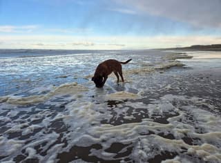 Bij gebrek aan sneeuw 